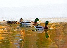 Mallards and snowy shore - painterly